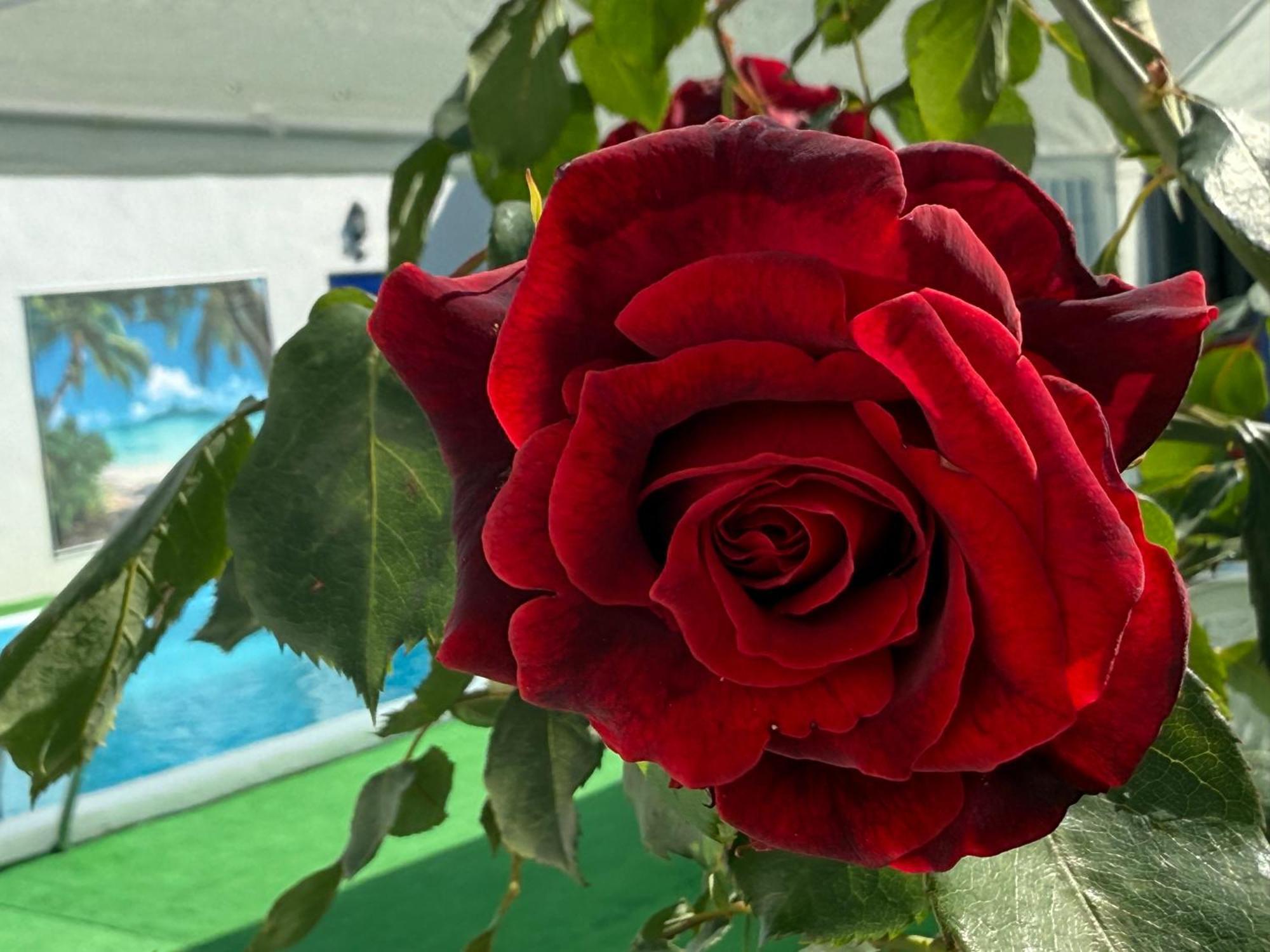 La Casa Del Flamenco Villa Cañada del Rabadán Екстериор снимка